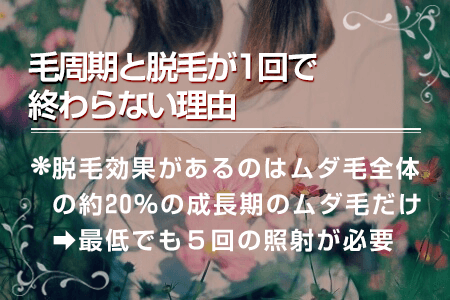 2-1.毛周期と脱毛が1回で終わらない理由