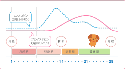 脱毛に生理周期とホルモンバランスは大切？